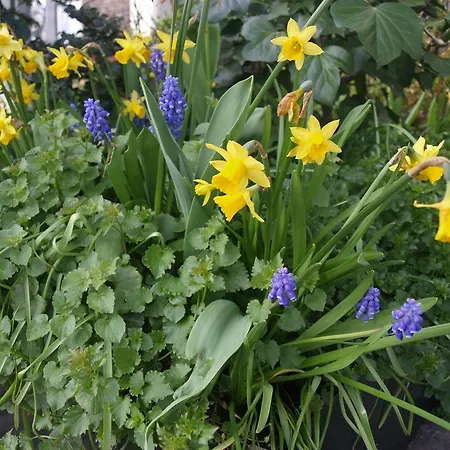 De Baronie 住宿加早餐酒店 阿姆斯特丹